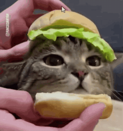 Cat Eating Hamburger With Lettuce