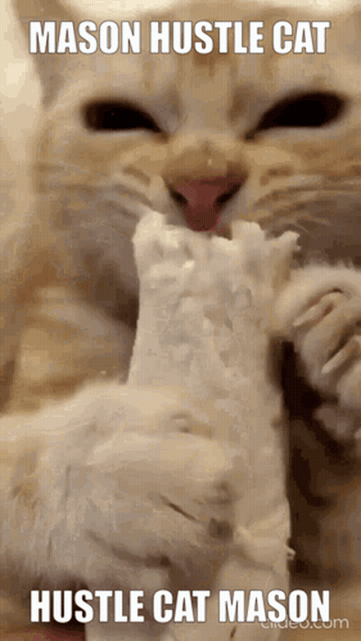 Cat Eating Ice Cream Mason Hustle Cat Hustle Cat Mason GIF