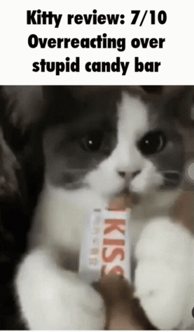 Cat Eating Kiss Candy Bar GIF