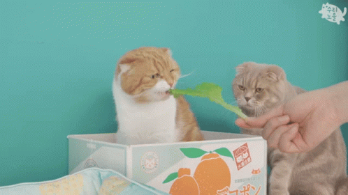 Cat Eating Leaf From Box Scottich Fold GIF