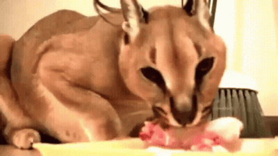 Cat Eating Meat From Bowl GIF
