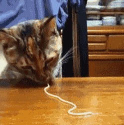 Cat Eating Spaghetti GIF