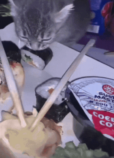 Cat Eating Sushi With Chopsticks And Sushi Sauce GIF