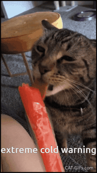 Cat Eating Watermelon Popsicle Extreme Cold Warning GIF