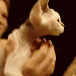 Cat Eating Whipped Cream GIF