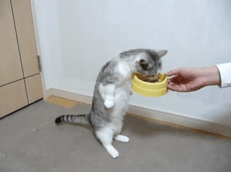 Cat Eats Standing GIF