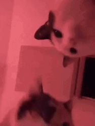 Cat Enjoying Rave Party Music GIF | GIFDB.com