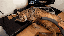 Cat Enjoying Vacuum Suck GIF