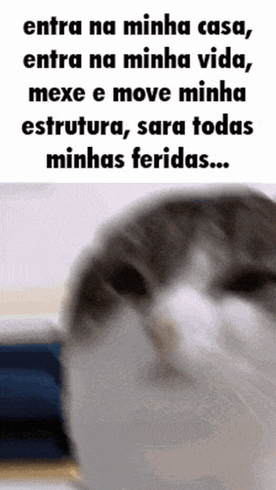 Cat Entra Na Minha Casa Entra Na Minha Vida GIF