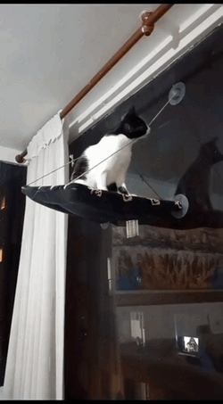 Cat Epic Fail Moment GIF