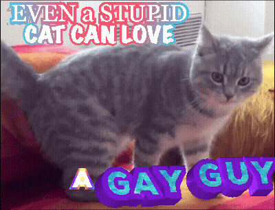 Cat Even A Stupid Cat Can Love A Gay Guy GIF