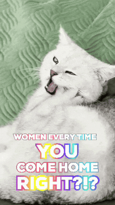 Cat Every Time You Come Home GIF