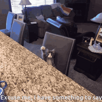 Cat Excuse Me I Have Something To Say GIF
