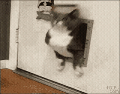 Cat Exiting Cat Door GIF