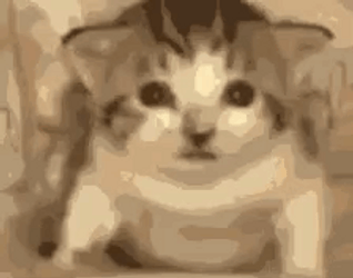 Cat Explode With Just One Touch GIF