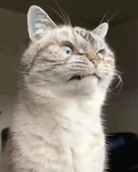 Cat Eye Twitch GIF