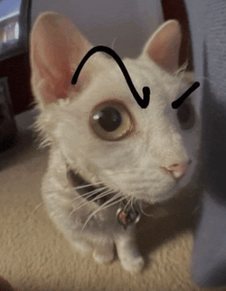 Cat Eyebrow Raise Meme GIF