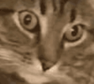 Cat Eyes Close Up Sepia Tone GIF