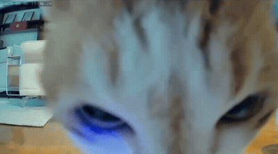 Cat Eyes With Blue Light Behind GIF