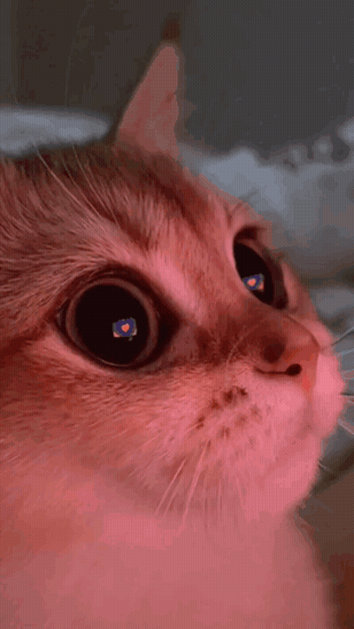 Cat Eyes With Heart GIF