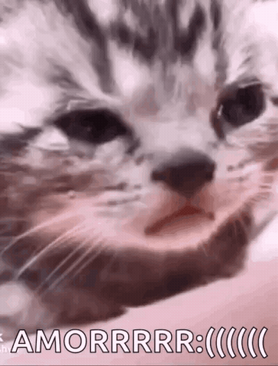 Cat Face Amorrrr GIF