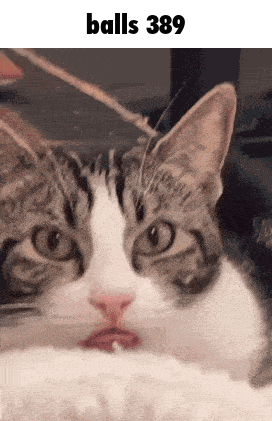 Cat Face Balls 389 GIF