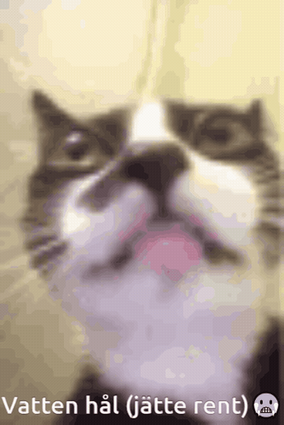 Cat Face Caption Vatten Hal GIF