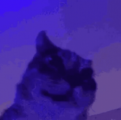 Cat Face Close Up In Purple Light GIF