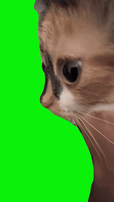 Cat Face Close Up On Green Background GIF