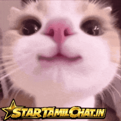 Cat Face Close Up Star Tamilchat.in GIF