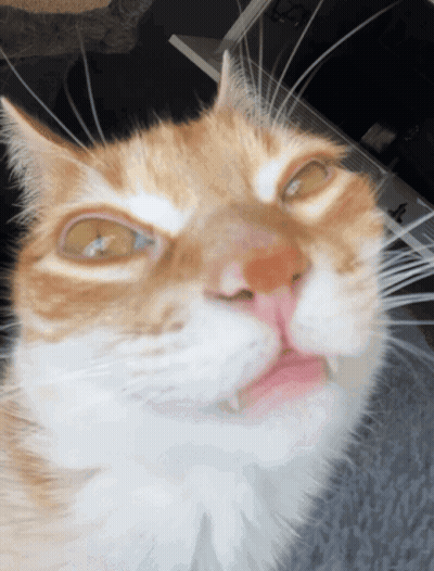Cat Face Close Up With Laptop GIF
