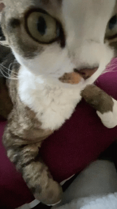 Cat Face Close Up With Purple Background GIF