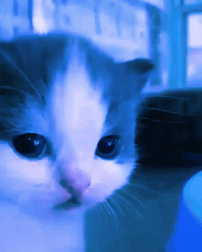 Cat Face In Blue Light GIF