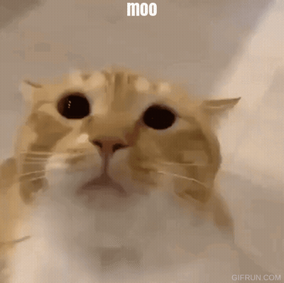 Cat Face Moo GIF