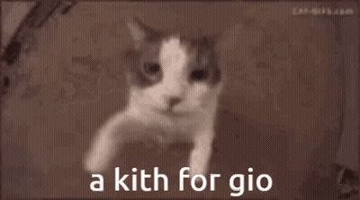 Cat Face Saying A Kith For Gio GIF
