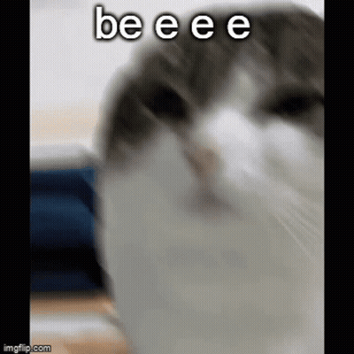 Cat Face Saying Beeee GIF