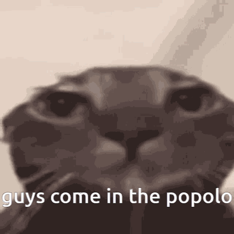 Cat Face Saying Guys Come In The Popolo GIF