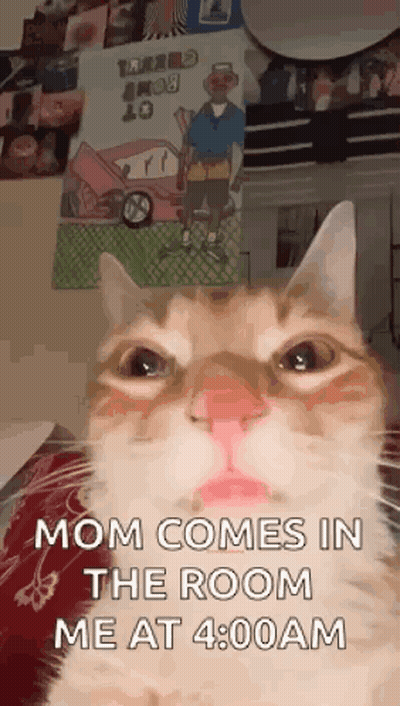 Cat Face Saying Mom Comes In Room GIF
