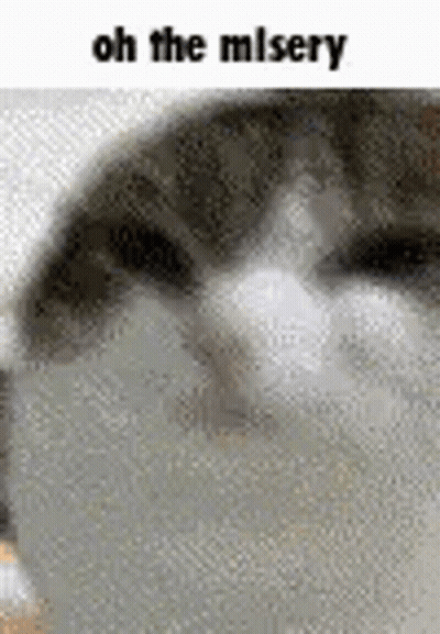 Cat Face Saying Oh The Misery GIF