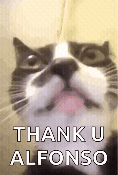 Cat Face Saying Thank U Alfonso GIF