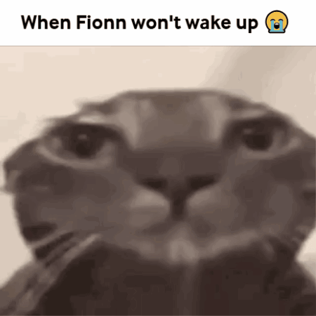 Cat Face Saying When Fionn Won't Wake Up GIF