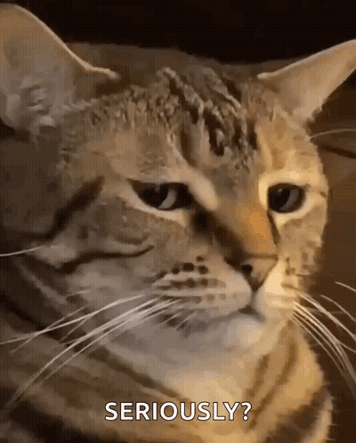 Cat Face Seriously GIF