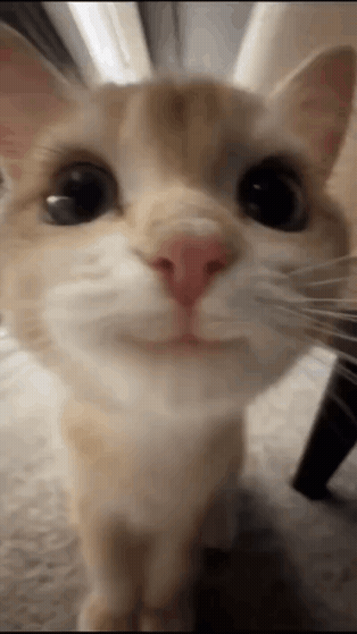 Cat Face GIF