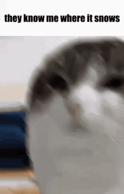 Cat Face They Know Me Where It Snows GIF