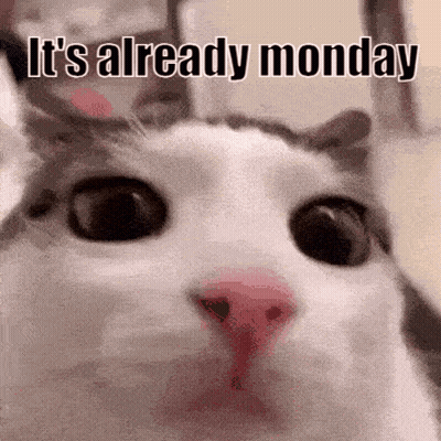 Cat Face With Already Monday GIF