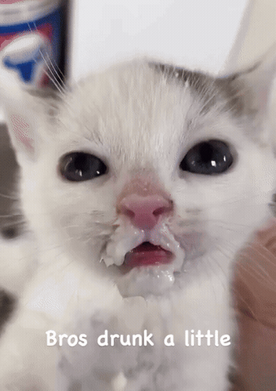 Cat Face With Bros Drunk A Little GIF