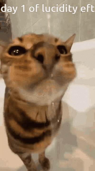 Cat Face With Day 1 Of Lucidity Eff GIF