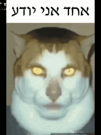 Cat Face With Foreign Language Above GIF