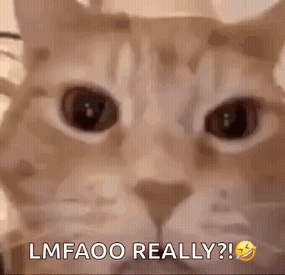 Cat Face With Lmfaoo Really GIF