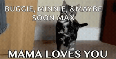 Cat Face With Mom Comes In Room GIF